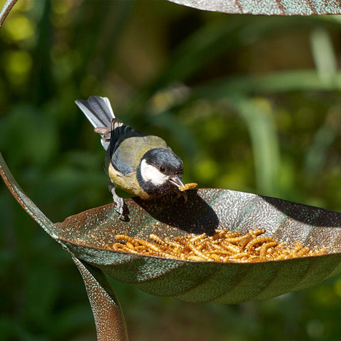 Peckish Peckish Mealworm Tub 1kg + 50% extra free