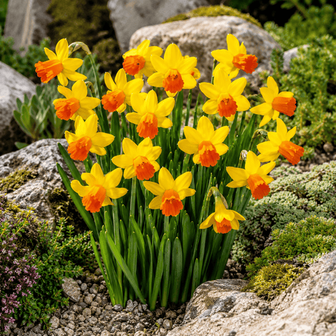 Prins Bulbs Flower Bulbs Prims Charming Narcissus Jetfire Bulbs – 25pck