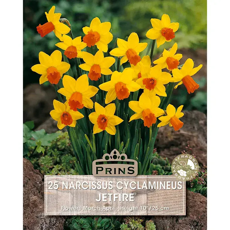 Prins Bulbs Flower Bulbs Prims Charming Narcissus Jetfire Bulbs – 25pck