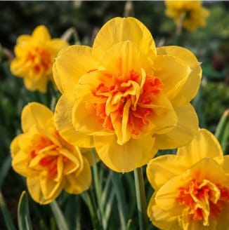 Prins Bulbs Flower Bulbs Prims Charming Tahiti Daffodil Bulbs – 3kg