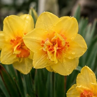 Prins Bulbs Flower Bulbs Prims Charming Tahiti Daffodil Bulbs – 3kg