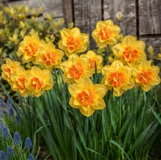 Prins Bulbs Flower Bulbs Prims Charming Tahiti Daffodil Bulbs – 3kg