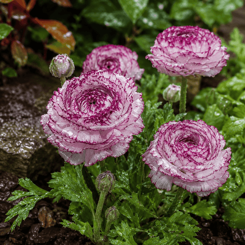 Prins Bulbs Flower Bulbs Prins Charming Andrea Cappuccino Ranunculus Bulbs – 10pck