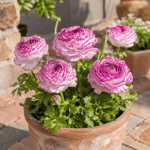 Prins Bulbs Flower Bulbs Prins Charming Andrea Cappuccino Ranunculus Bulbs – 10pck