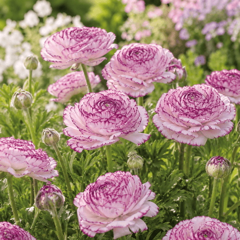 Prins Bulbs Flower Bulbs Prins Charming Andrea Cappuccino Ranunculus Bulbs – 10pck