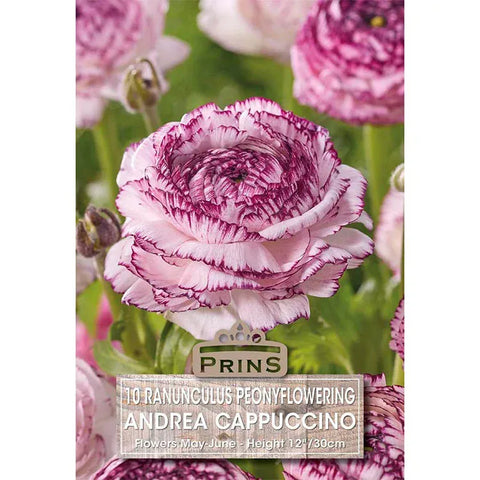 Prins Bulbs Flower Bulbs Prins Charming Andrea Cappuccino Ranunculus Bulbs – 10pck