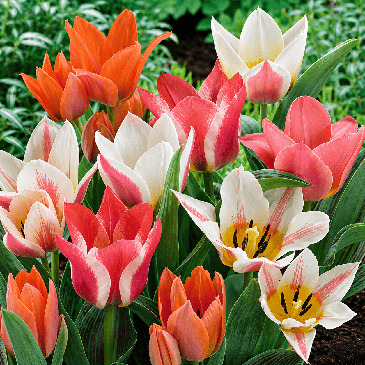 Prins Bulbs Flower Bulbs Prins Charming Beautiful Balance Greigii Short Tulip Bulbs – 25pck