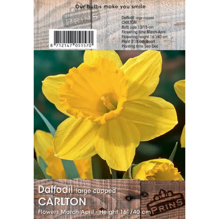 Prins Bulbs Flower Bulbs Prins Charming Carton Daffodil Bulbs – 3kg