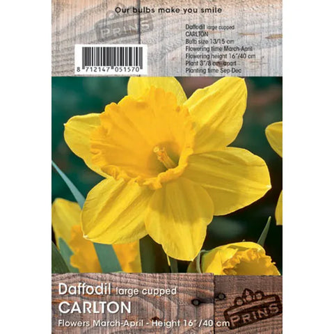 Prins Bulbs Flower Bulbs Prins Charming Carton Daffodil Bulbs – 3kg