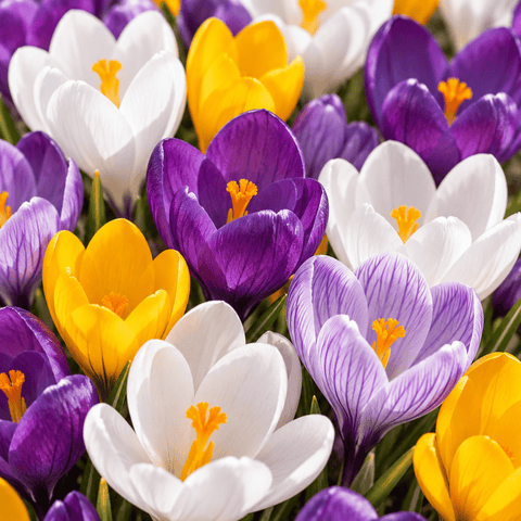 Prins Bulbs Flower Bulbs Prins Charming Crocus Vernus Mix - 40pk