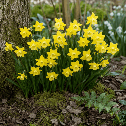 Prins Bulbs Flower Bulbs Prins Charming Dickcissel Narcissus Bulbs – 25pck