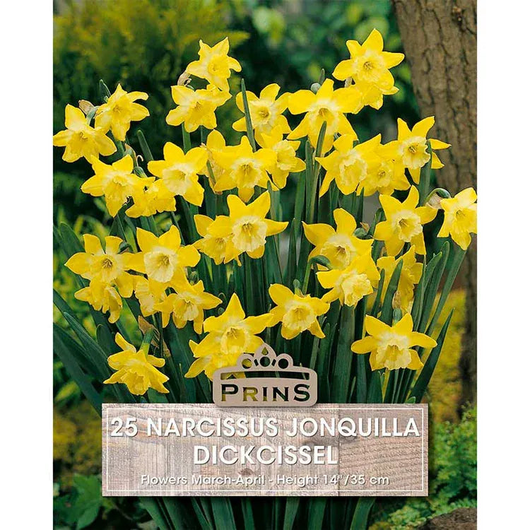 Prins Bulbs Flower Bulbs Prins Charming Dickcissel Narcissus Bulbs – 25pck