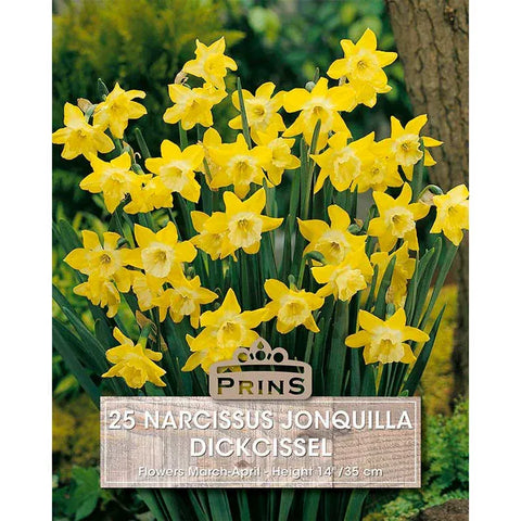 Prins Bulbs Flower Bulbs Prins Charming Dickcissel Narcissus Bulbs – 25pck