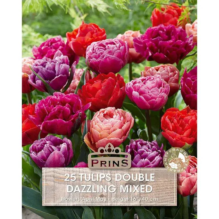 Prins Bulbs Flower Bulbs Prins Charming Double Dazzling Mixed Tulip Bulbs – 25pck