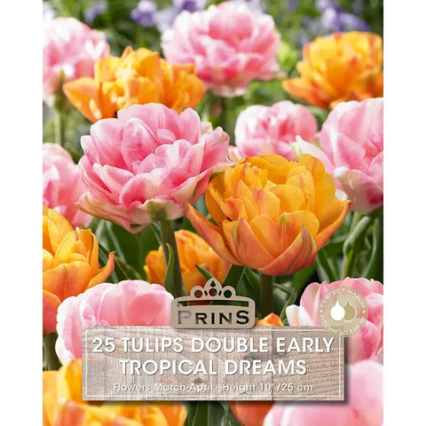 Prins Bulbs Flower Bulbs Prins Charming Double Early Tropical Dreams Tulip Bulbs – 25pck
