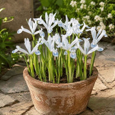 Prins Bulbs Flower Bulbs Prins Charming Dwarf Frozen Planet Iris Bulbs – 10pck
