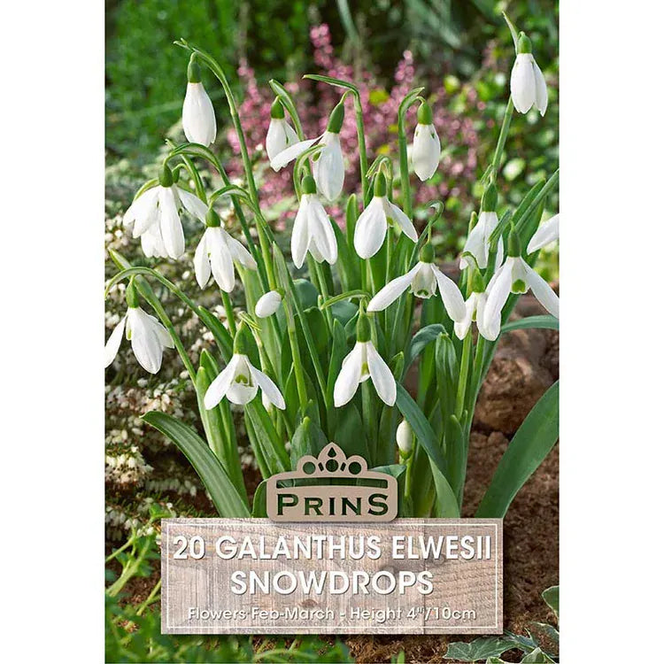 Prins Bulbs Flower Bulbs Prins Charming Elwesii Galanthus (Snowdrop) Bulbs – 20pck