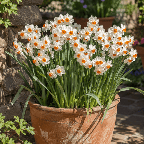 Prins Bulbs Flower Bulbs Prins Charming Geranium Daffodil Bulbs – 3kg