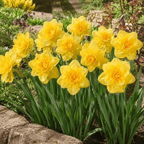 Prins Bulbs Flower Bulbs Prins Charming Golden Ducat Daffodil – 3kg