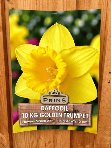 Prins Bulbs Flower Bulbs Prins Charming Golden Trumpet Daffodil Bulbs – 10kg