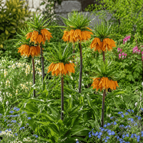 Prins Bulbs Flower Bulbs Prins Charming Imperialis Orange Fritillaria Bulbs – 1pp