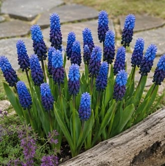 Prins Bulbs Flower Bulbs Prins Charming Latiolium Muscari Bulbs – 20pck