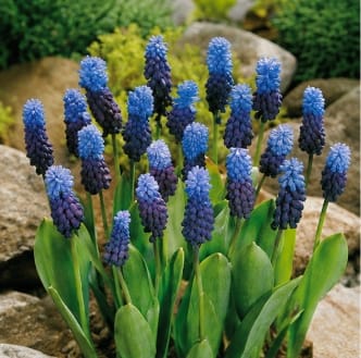 Prins Bulbs Flower Bulbs Prins Charming Latiolium Muscari Bulbs – 20pck