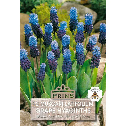 Prins Bulbs Flower Bulbs Prins Charming Latiolium Muscari Bulbs – 20pck
