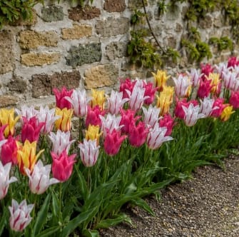 Prins Bulbs Flower Bulbs Prins Charming Lilly Ballerina Ladies Tulip Bulbs – 25pck