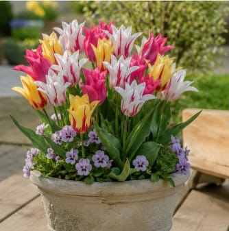 Prins Bulbs Flower Bulbs Prins Charming Lilly Ballerina Ladies Tulip Bulbs – 25pck