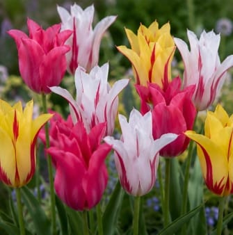 Prins Bulbs Flower Bulbs Prins Charming Lilly Ballerina Ladies Tulip Bulbs – 25pck