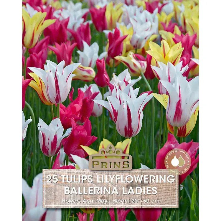 Prins Bulbs Flower Bulbs Prins Charming Lilly Ballerina Ladies Tulip Bulbs – 25pck