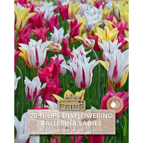 Prins Bulbs Flower Bulbs Prins Charming Lilly Ballerina Ladies Tulip Bulbs – 25pck