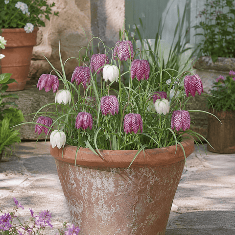 Prins Bulbs Flower Bulbs Prins Charming Meleagris snakes Head Fritillaria Bulbs – 15pck