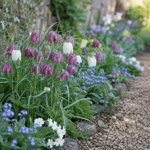 Prins Bulbs Flower Bulbs Prins Charming Meleagris snakes Head Fritillaria Bulbs – 15pck