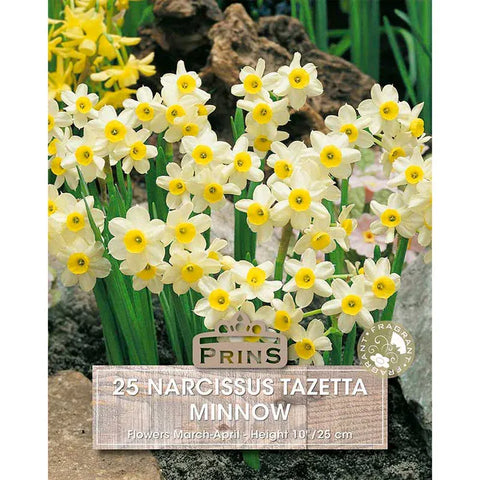 Prins Bulbs Flower Bulbs Prins Charming Minnow Narcissus Bulbs – 25pck