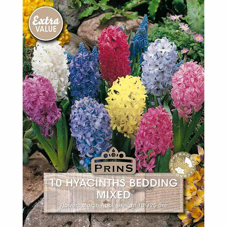 Prins Bulbs Flower Bulbs Prins Charming Mixed Bedding Hyacinth Bulbs – 10pck