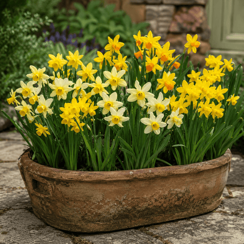Prins Bulbs Flower Bulbs Prins Charming Narcissus Rockery Mix Bulbs – 25pck