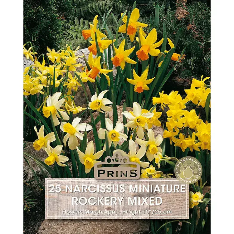 Prins Bulbs Flower Bulbs Prins Charming Narcissus Rockery Mix Bulbs – 25pck