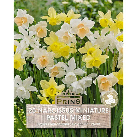 Prins Bulbs Flower Bulbs Prins Charming Narcissus Rockery Pastel Mix Bulbs – 25pck