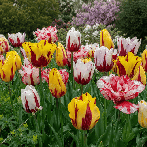 Prins Bulbs Flower Bulbs Prins Charming Rembrandt Happy Carnival Tulip Bulbs – 25pck