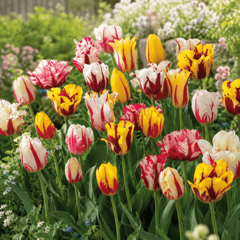 Prins Bulbs Flower Bulbs Prins Charming Rembrandt Happy Carnival Tulip Bulbs – 25pck