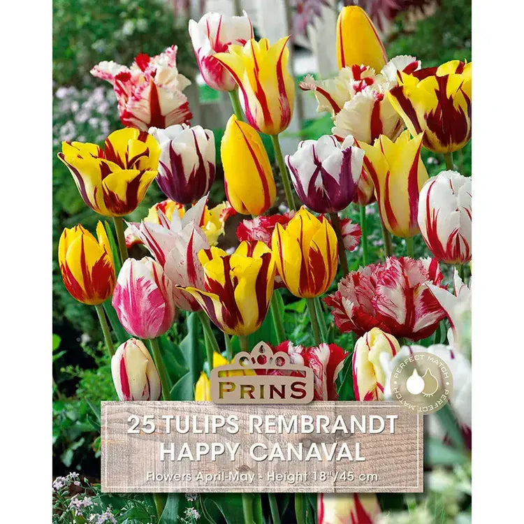 Prins Bulbs Flower Bulbs Prins Charming Rembrandt Happy Carnival Tulip Bulbs – 25pck