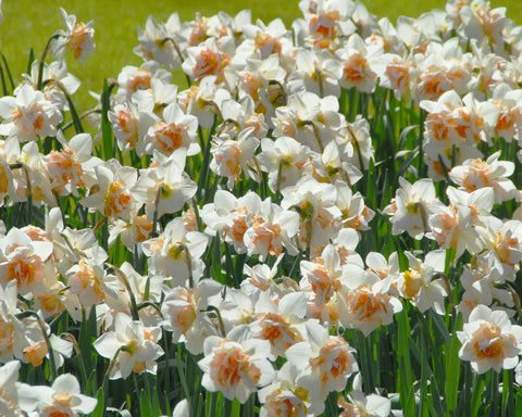 Prins Bulbs Flower Bulbs Prins Charming Replete Daffodil Bulbs – 3kg