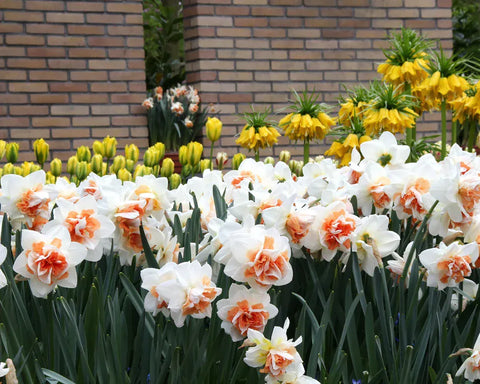 Prins Bulbs Flower Bulbs Prins Charming Replete Daffodil Bulbs – 3kg