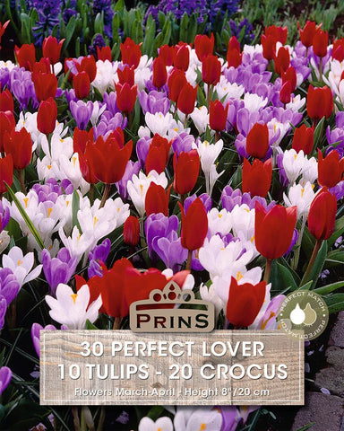 Prins Bulbs Flower Bulbs Prins Charming Short Stem Perfect Lover Tulip & Crocus Bulbs – 30pck