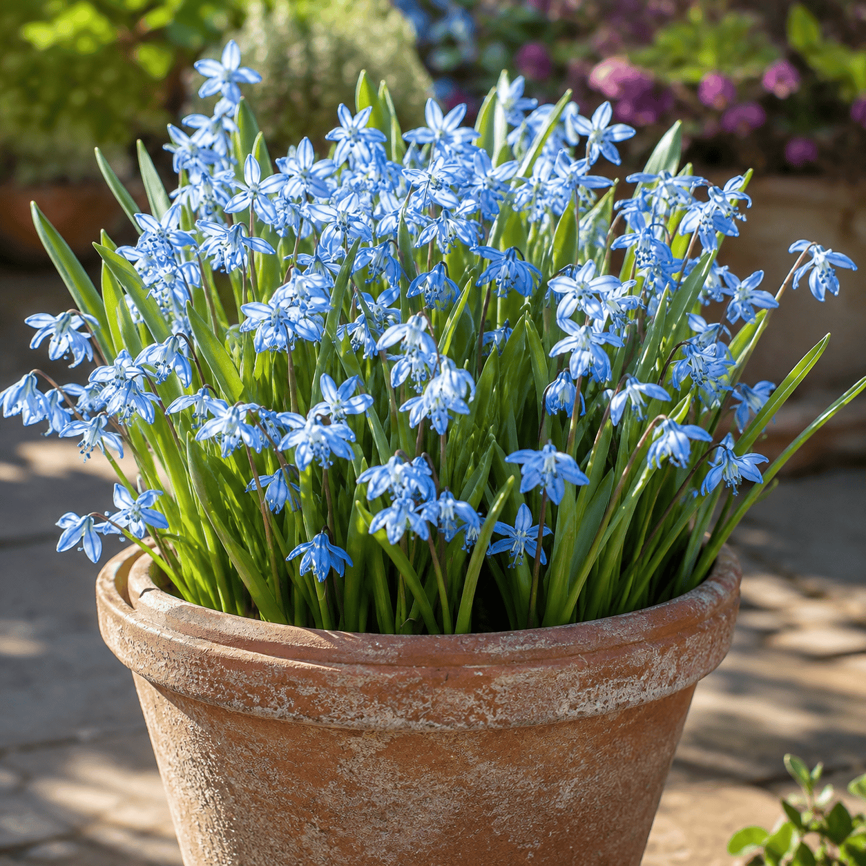 Prins Bulbs Flower Bulbs Prins Charming Siberica Scilla Bulbs – 20pck