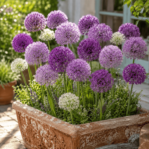 Prins Bulbs Flower Bulbs Prins Charming Simply Classy Allium Bulbs – 12pck
