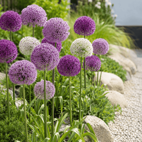 Prins Bulbs Flower Bulbs Prins Charming Simply Classy Allium Bulbs – 12pck
