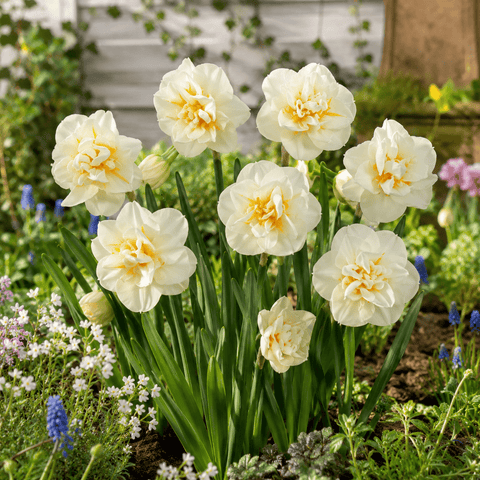 Prins Bulbs Flower Bulbs Prins Charming Sir W. Churchill Daffodil Bulbs – 3kg